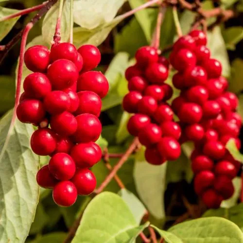 Лимонник КОСТИК китайский  Лимонник КОСТИК китайский в Иркутске