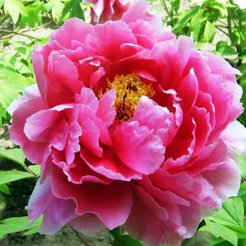 Пион ВОСХОД СОЛНЦА древовидный  Пион ВОСХОД СОЛНЦА древовидный в Иркутске