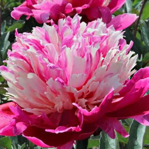 Пион ДЕЙДРИМ травянистый  Пион ДЕЙДРИМ травянистый в Иркутске