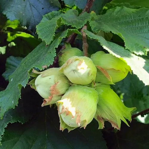 Фундук ТАМБОВСКИЙ РАННИЙ  Фундук ТАМБОВСКИЙ РАННИЙ в Иркутске