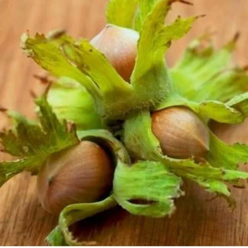 Фундук ГИГАНТ ТАМБОВСКИЙ  Фундук ГИГАНТ ТАМБОВСКИЙ в Иркутске