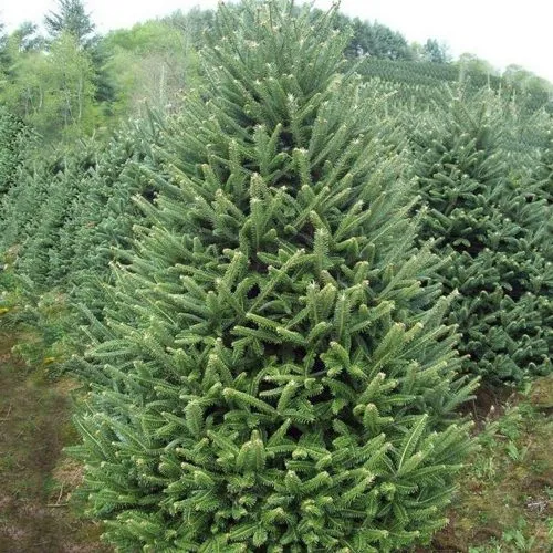 Пихта ФРАЗЕРА  Пихта ФРАЗЕРА в Иркутске