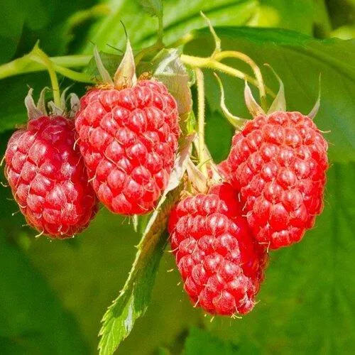 Малина ИЗОБИЛЬНАЯ  Малина ИЗОБИЛЬНАЯ в Иркутске