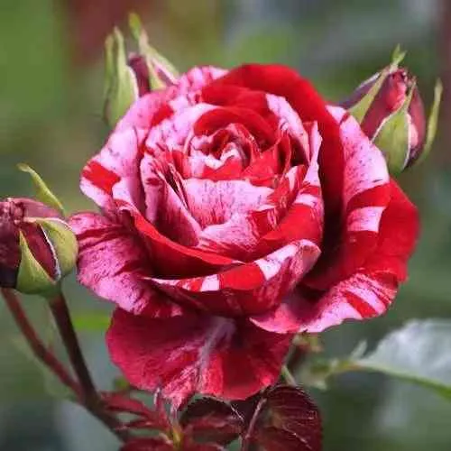 Саженцы роз ДИП ИМПРЕШН флорибунда  Саженцы роз ДИП ИМПРЕШН флорибунда в Иркутске