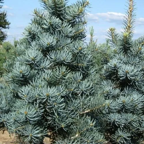 Пихта КОНКОЛОР  Пихта КОНКОЛОР в Иркутске