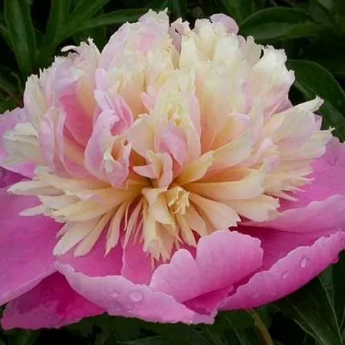 Пион ВЕСЕННЯЯ ПАЛИТРА травянистый  Пион ВЕСЕННЯЯ ПАЛИТРА травянистый в Иркутске