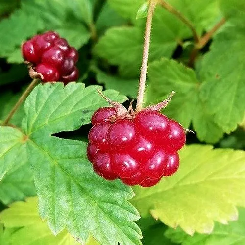 Княженика АННА  Княженика АННА в Иркутске