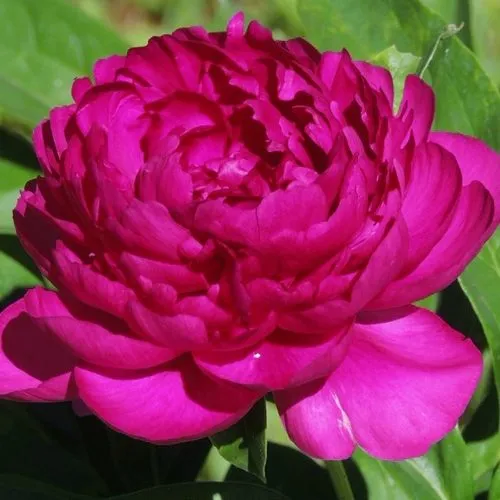 Пион БАРХАТ НОЧИ травянистый  Пион БАРХАТ НОЧИ травянистый в Иркутске