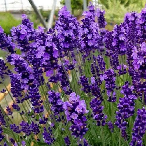 Лаванда ХИДКОТ БЛЮ узколистная  Лаванда ХИДКОТ БЛЮ узколистная в Иркутске
