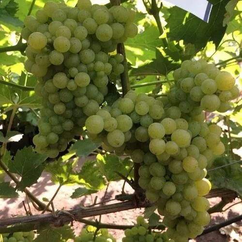 Виноград КИШМИШ 311  Виноград КИШМИШ 311 в Иркутске