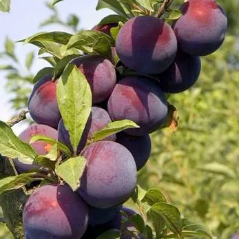 Поздняя  Поздняя в Иркутске