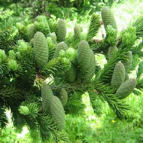 Пихта белая  Пихта белая в Иркутске