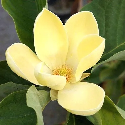 Магнолия ЕЛЛОУ ЛАНТЕРН в Иркутске