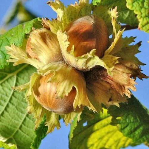 Фундук ТОНДА РОМАНА  Фундук ТОНДА РОМАНА в Иркутске