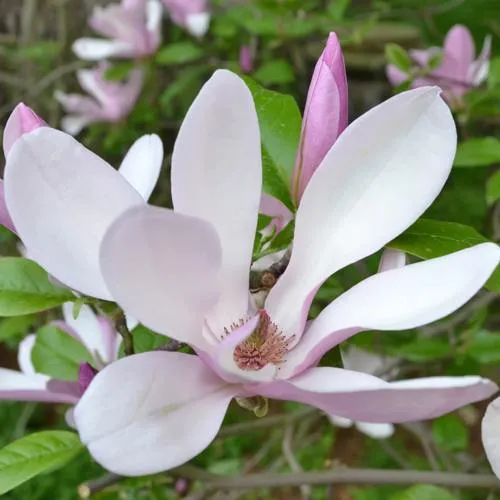 Магнолия ДЖОРДЖ ГЕНРИ КЕРН в Иркутске