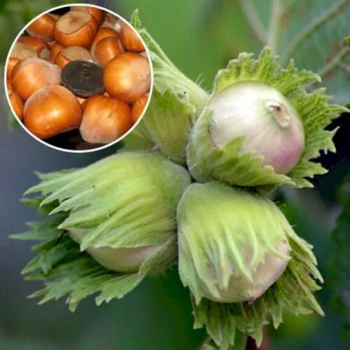 саженцы фундука саженцы фундука