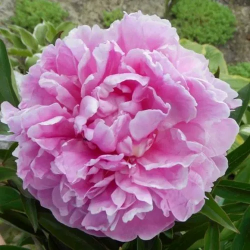 Пион РИМ травянистый  Пион РИМ травянистый в Иркутске