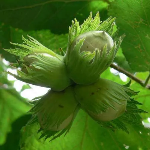 саженцы фундука саженцы фундука