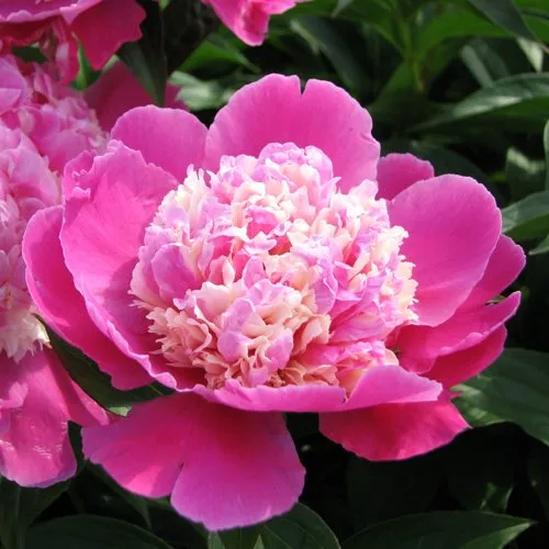 Пион КОРА СТАББС травянистый  Пион КОРА СТАББС травянистый в Иркутске