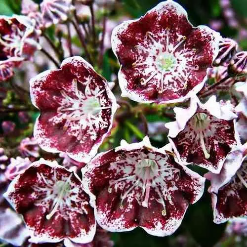 Кальмия БЛЕК ЛЕЙБЛ   Кальмия БЛЕК ЛЕЙБЛ  в Иркутске