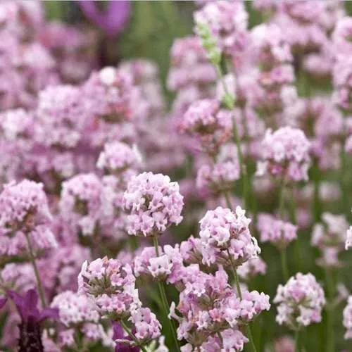 Лаванда РОЗЕА Лаванда РОЗЕА