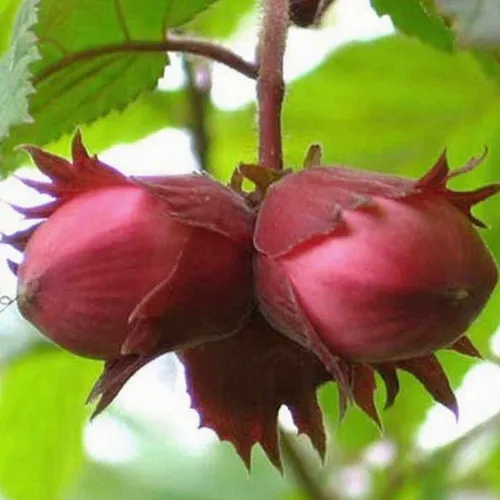 Фундук АЙВЕНГО  Фундук АЙВЕНГО в Иркутске