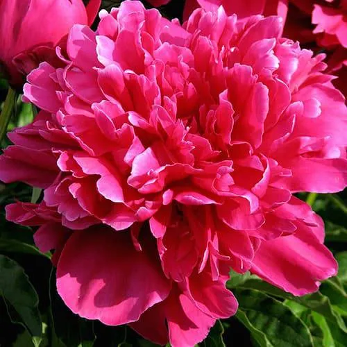 Пион ВИКТУАР ДЕ ЛА МАРН травянистый  Пион ВИКТУАР ДЕ ЛА МАРН травянистый в Иркутске