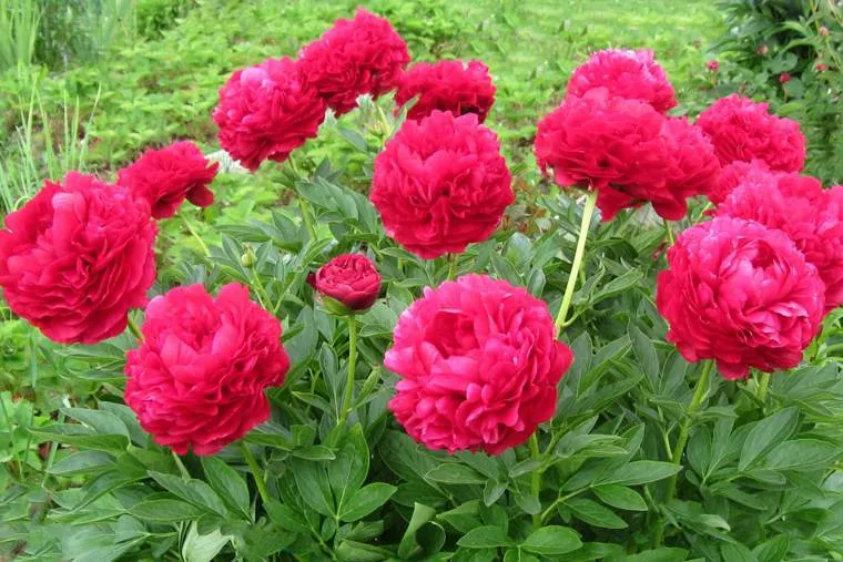 Травянистые пионы.jpg Травянистые пионы.jpg