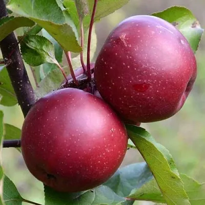 Красномясая в Иркутске