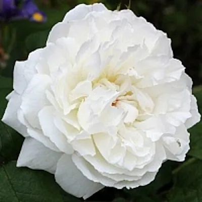 Саженцы роз ВИНЧЕСТЕР КАФЕДРАЛ английская  Саженцы роз ВИНЧЕСТЕР КАФЕДРАЛ английская в Иркутске