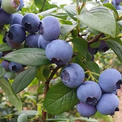 Голубика БЛЮГОЛД  Голубика БЛЮГОЛД в Иркутске