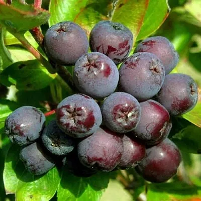 Рябина ЛИКЁРНАЯ сладкоплодная  Рябина ЛИКЁРНАЯ сладкоплодная в Иркутске