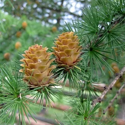 Лиственница КЕМПФЕРА в Иркутске