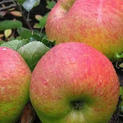 Яблоня ЯБЛОЧНЫЙ СПАС  Яблоня ЯБЛОЧНЫЙ СПАС в Иркутске