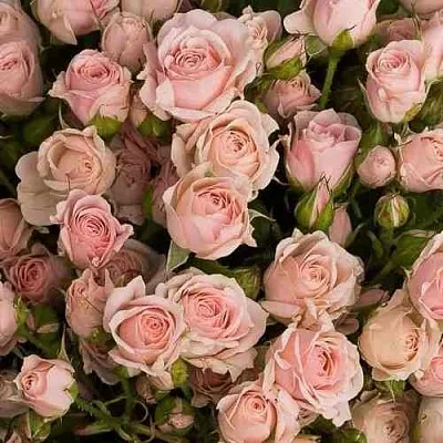 Саженцы роз ОДИЛЛИЯ спрей в Иркутске