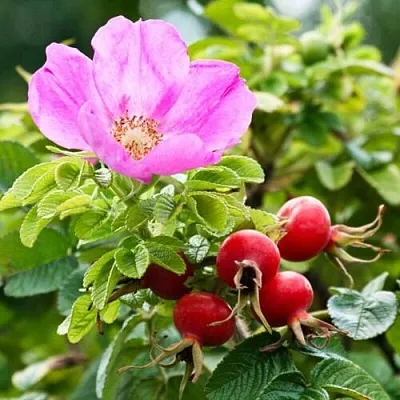 Шиповник  в Иркутске