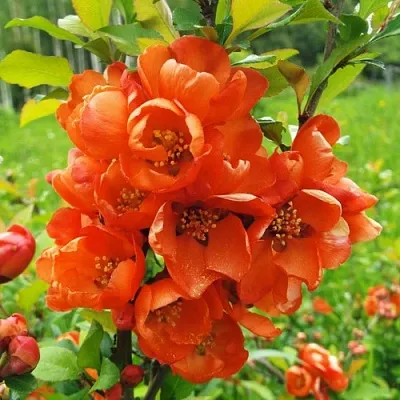 Айва японская  Айва японская в Иркутске