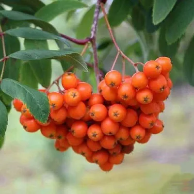 Рябина ВЕФЕД сладкоплодная  Рябина ВЕФЕД сладкоплодная в Иркутске