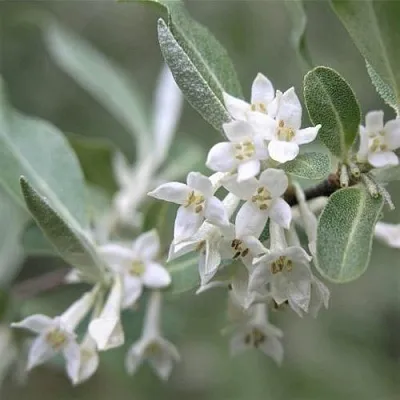 ЛОХ СЕРЕБРИСТЫЙ  ЛОХ СЕРЕБРИСТЫЙ в Иркутске