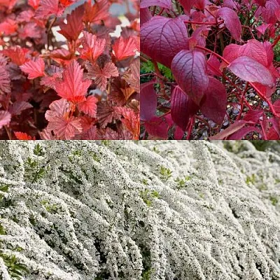 Комплект ЖИВАЯ ИЗГОРОДЬ в Иркутске