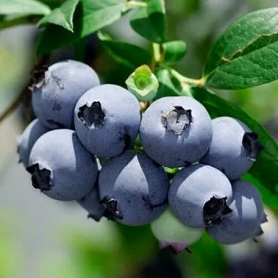 Голубика СИЕРРА  Голубика СИЕРРА в Иркутске