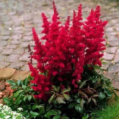 Астильба ГЛАТ Арендса — описание сорта Астильба ГЛАТ Арендса в Иркутске