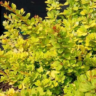 Барбарис СЕНСЕЙШЕН тунберга  Барбарис СЕНСЕЙШЕН тунберга в Иркутске