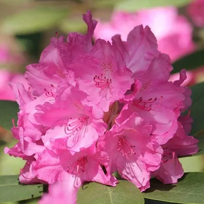 Рододендрон ЛУМИНА  Рододендрон ЛУМИНА в Иркутске