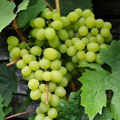 Виноград АЛЕШЕНЬКИН  Виноград АЛЕШЕНЬКИН в Иркутске