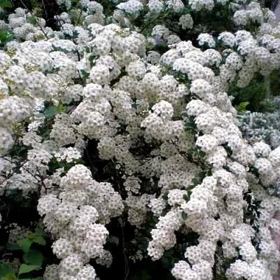 Спирея ВАНГУТТА  Спирея ВАНГУТТА в Иркутске