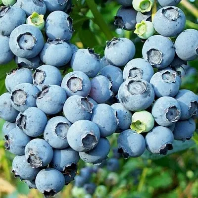 Голубика ПУРУ  Голубика ПУРУ в Иркутске