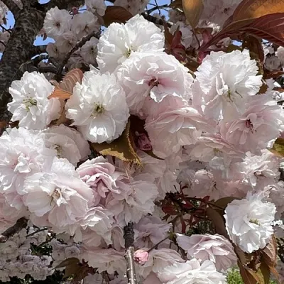 Сакура ШИРОФУГЕН  Сакура ШИРОФУГЕН в Иркутске