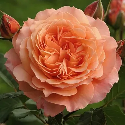 Саженцы роз БЕЛЬВЕДЕР шраб  Саженцы роз БЕЛЬВЕДЕР шраб в Иркутске