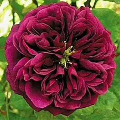 Саженцы роз ЗЕ ПРИНЦ английская  Саженцы роз ЗЕ ПРИНЦ английская в Иркутске